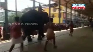 Kerala: Elephant Race Organised At Guruvayur Sreekrishna Temple