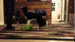 Week 1 K9Fitbone Class