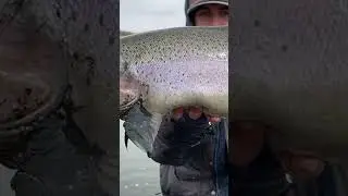 Massive 9lb trout 🥵 #trout #rainbowtrout #flyfishing #fishing #trout