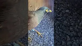 Invasive myna enter the falcon nest box #birds #animals #birdwatching #shorts #wildlife