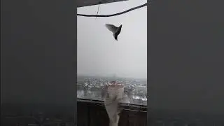 Ужин