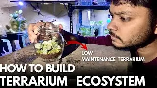 Terrarium Ecosystem | How to Make a Beginner Terrarium