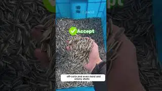 How to select sunflower seeds with insect pests? My WhatsApp: +86 13783683936