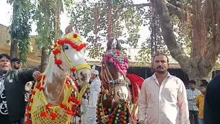 એક સાથે ત્રણ મેરેજ ત્રણ ઘોડિયું [ae shaghe tarna merej tarna ghodayu]