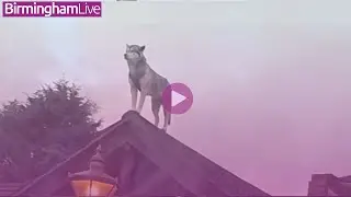 Bizarre moment pub 'statue' on roof turns out to be real dog