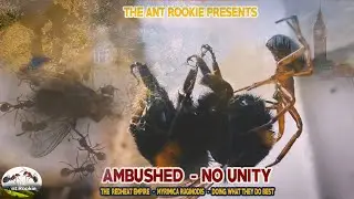 AMBUSHED  NO UNITY - THE REDHEAT EMPIRE  - MYRMICA RUGINODIS