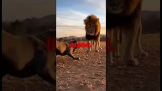 YOU CAN&rsquo;T OWN THESE DOG BREEDS IN SOME COUNTRIES 🐶🚫#dogbreeds #dog #shortsvideos #fyp #short #viral