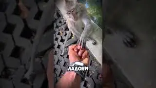 Обманул обезьяну и вот что получилось 🐒🤯