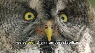 Guarding the Night The Crucial Role of Owl Conservation
