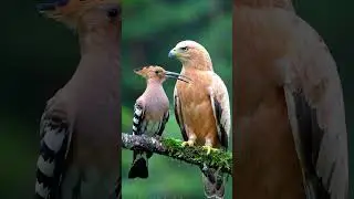 Hoopoe bird cute sound #birds #birdsong #wildlife #birdsounds #nature #talkingparot #hoopoebird