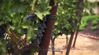 Napa Valley Rocks - Climate
