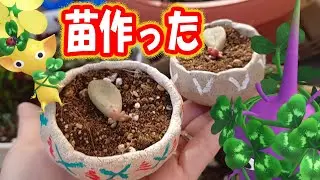 Pikmin Bloom 仲良し度が日に日に上がらなくなってるのでピクミンにプレゼント作った「ピクミン ブルーム」ピクミンGO！