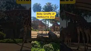 Baby giraffe at Melbourne zoo #shorts #youtube