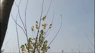 Poplar plant price tree price harvesting time | पॉपलर पौधा पेड़ की कीमत कटाई का समय मल्टी क्रॉप