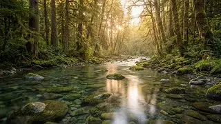 Peaceful Forest River Ambience – Nature’s Medicine for Relaxation