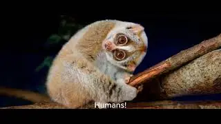This Slow Loris is Toxic!