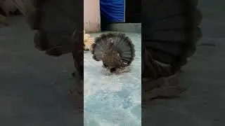 SubhanAllah ❤ | Beautiful Fantail Pigeon #pigeon #pets #fantailpigeon