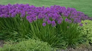 Cottage Farms 3-Piece Millennium Allium Set on QVC
