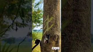 Trees juice hunting and cutting #shorts #short #viral #satisfying #bamboo1 #satisfying #bushcraft