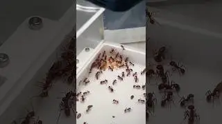 Mes fourmis sortent le couvain dans l&rsquo;aire de chasse