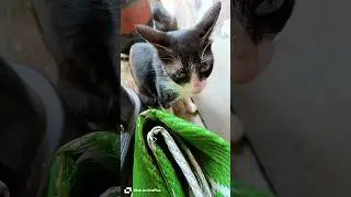 Crazy Kitty 😼🔥Danger Cat 😾💥 Boss Cat 😎🐾#CrazyCat #MeowBoss #KillerKitty #shortsfeed