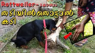 👹തടിയില്‍ തൊട്ടാല്‍ കടി : How To Stop Your ROTTWEILER RESOURCE GUARDING : AGGRESSIVE BITING : STRESS