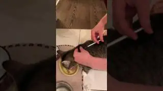 Riri b12 monthly injection- Zoe's Animal Rescue Society