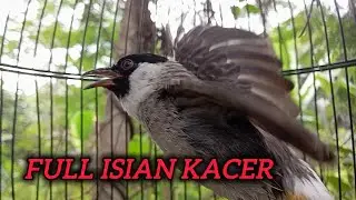 Suara kutilang gacor full isian kacer