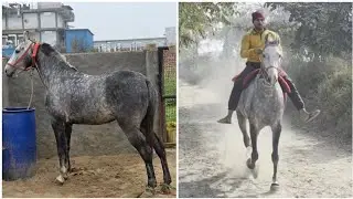 हमारी नई घोड़ी 🐴 की आज पहली Ride ❤️ First ride of our new mare 🐎HOODA STUD FARM 🐎