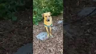 Adoptable Rescue Dog - Juniper #ophrescue #shorts