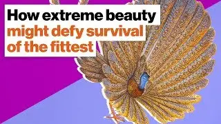 How extreme beauty might defy survival of the fittest | Richard Prum | Big Think