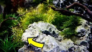Rare Aquarium Plants