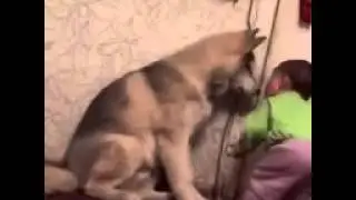Собаки и дети, лучшие друзья. Dogs and Baby, the best video.
