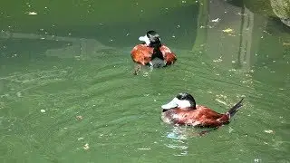 Little Blue-Billed Ducks in 4K Ultra HD