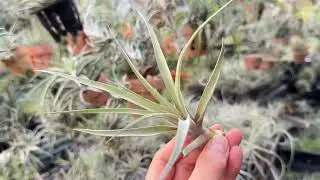 チランジア カピタータ モーブ &times; キセログラフィカTillandsia capitata Mauve &times; Tillandsia xerographica ＠フラワーショップ江口鹿児島県出水市