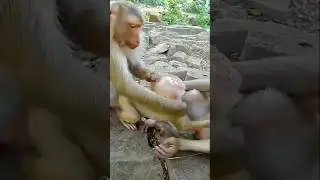 Pitiful baby monkey