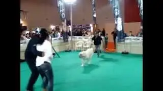 Ά&lambda;&phi;&alpha; &Omega;&mu;έ&gamma;&alpha; &Delta;ί&alpha;&sigmaf; &mu;&epsilon; &phi;ί&mu;&omega;&tau;&rho;&omicron; Safety Expo