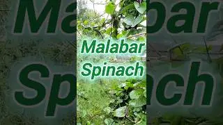 Malabar Spinach Substitute for Spinach? #ediblevines #gardening #spinach #naturaldye