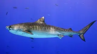 Tiger Sharks @ Fuvahmulah Maldives - February 2025