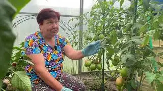 MY EXPERIMENT AND EXPERIENCE WITH TOMATO NASTENKA. ALTAI SEEDS. August 26, 2025.