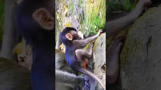 Angkor Thom Monkey Family Daily Life 🐒
