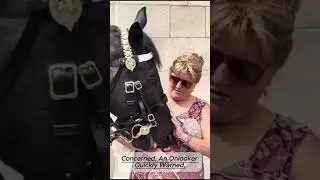 🐴 &ldquo;Unhygienic & Disrespectful: Tourist Risks It All with Royal Horse!&rdquo;