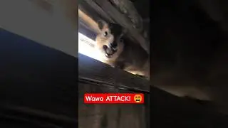 Wawa ATTACK!😵 #trending #funny #funnymemes #hyrax #awawa #animals #fyp #wildlife #cute #shorts