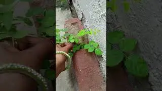 pyara garden #ytshorts