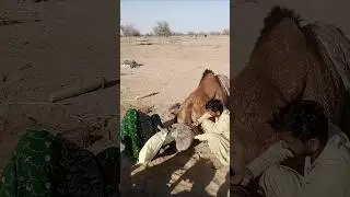 لحظة مدهشة! شيء يخرج بهدوء من ظهر الجمل