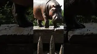 3.7 Million Years Ago: Caveman vs Giant Hippo! 🦛🔥 #earlyhumans  #Caveman #hippoattack