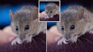 Endangered Entreaty: Salt Marsh Harvest Mice Sing 