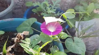 Sunday garden update || my terrace garden update || beautiful spring season overview 🌹