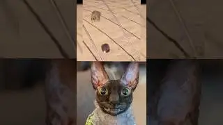#remix #edit #funny #memes #recommended #compilation #comedy #comedyshorts #funnyshorts #funnyvideo