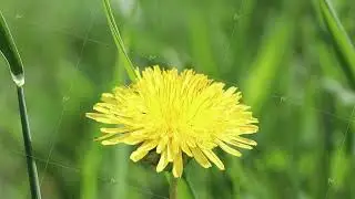 A Vibrant Yellow Dandelion Flower Blooming Brightly in Lush Green Grass of Natures Beauty